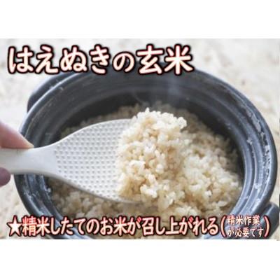 ふるさと納税 新庄市 【令和7年産】　はえぬき(玄米)5kg 山形県産 |  | 02