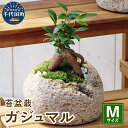 【ふるさと納税】観葉植物 苔 盆栽 ガジュマル Mサイズ 1鉢 抗火石 鉢植え インテリア 癒し プレゼント ギフト 贈答用 内祝い お祝い 送料無料 株式会社チャーム