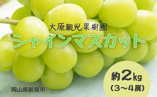 大原観光果樹園 シャインマスカット 約2kg 3～4房 【先行予約 2026年9月中旬から順次発送】