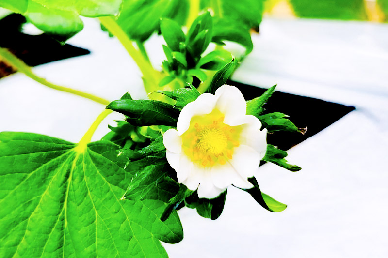 果実の里 原田農園 いちご 約250g×4パック