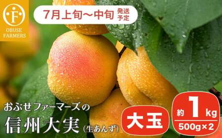 信州大実 大玉 生あんず 約1kg 500gパック×2 [おぶせファーマーズ] 期間限定 数量限定 果物 フルーツ 杏 あんず 生食 加工 令和8年産【2026年7月上旬～中旬発送】［F-52］