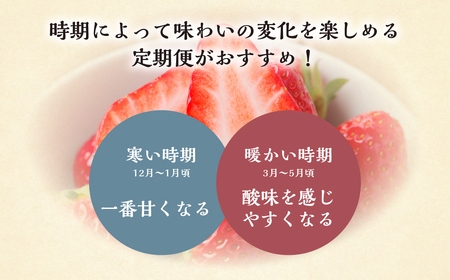 【定期便3回】いちご贅沢 紅ほっぺ 1kg ( 250g × 4p ) しあわせ苺 サイズ バラバラ 訳あり 訳アリ 含む 農園直送 フルーツ 苺 イチゴ 人気 本巣市 果物 先行予約 family農