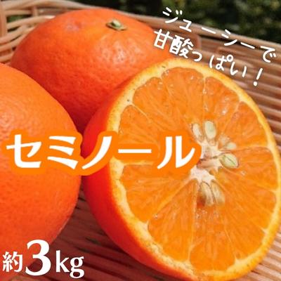 【ふるさと納税】2026年先行予約 セミノール　約3kg 果物類 柑橘類 フルーツ 　お届け：2026年4月中旬～5月上旬