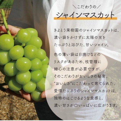 【きよとうファーム】シャインマスカット 上級品 大3−5房/計2.4kg~(岡山県産)【配送不可地域：離島】【1548983】