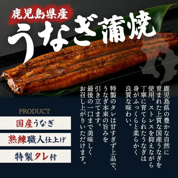 うなぎ 鹿児島県産 蒲焼 うなぎ 【薩摩川内鰻】 A1115