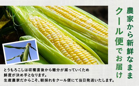 【先行予約】 朝採り極甘 とうもろこし 3Lサイズ 12本 渥美半島産 愛知県田原市 トウモロコシ 産地直送 ビックサイズ