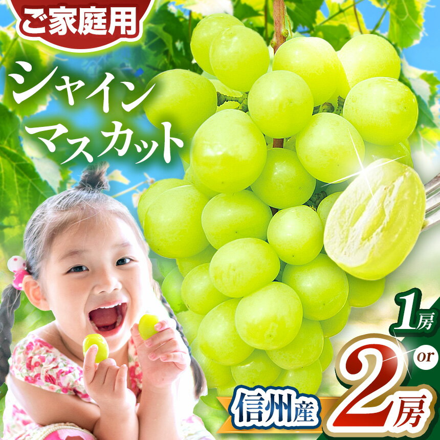 【ふるさと納税】 葡萄 | 先行受付 選べる 信州産 シャインマスカット 1房～2房（ 約 500g ～ 約1kg ） ｜ ふるさと納税 長野県 松本市 信州産 ぶどう フルーツ 大人気 葡萄 種なし 皮ごと食べれる 産地直送 フルーツ 果実 果物
