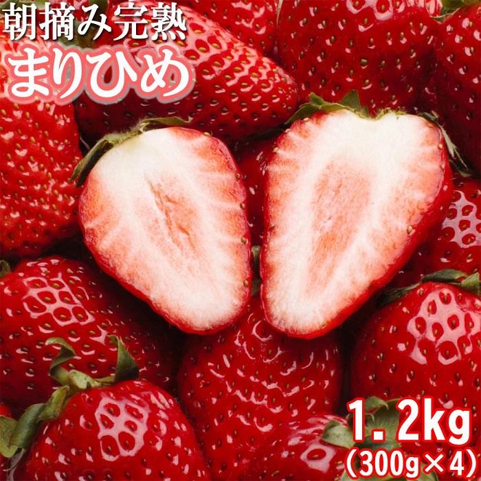 【ふるさと納税】朝摘み完熟まりひめ約1.2kg（300g前後×4トレイ）［和歌山ブランド苺まりひめ］［こだわりの土耕栽培のいちごを農家直送］［IKE97］