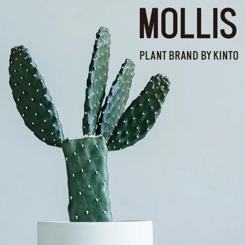 【観葉植物】MOLLIS 墨烏帽子 サボテン 観葉植物【KINTO】