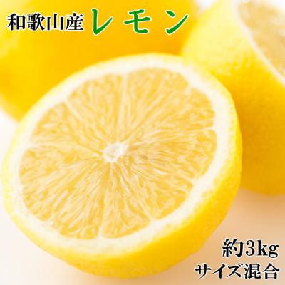 ふるさと納税 紀美野町 【産直】和歌山産レモン約3kg(サイズ混合)【紀美野町】
