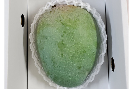 【 先行予約 2026年 発送 】 濃厚な大人の味 沖縄県「 キーツマンゴー 」1kg 沖縄県産 マンゴー 1キロ 緑色 希少 国産 果物 南国 くだもの フルーツ 夏 旬 特産品 沖縄 お取り寄せ 