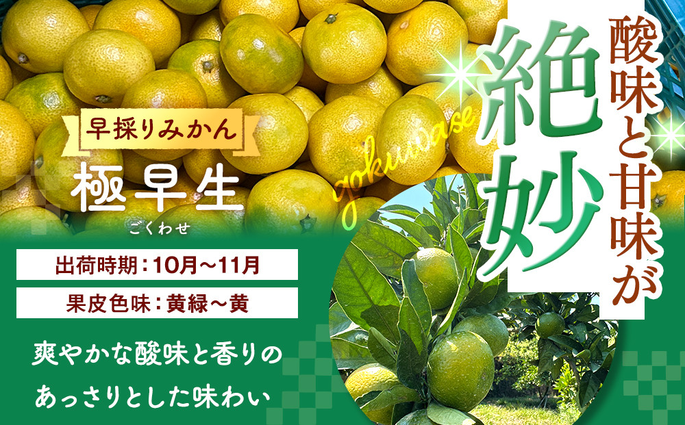 みかん 極早生 山から直送 箱込 10kg (内容量約 9.2kg) 採れたてそのままごろごろ規格 有田みかん 和歌山県産 【みかんの会】 AX188_イメージ3