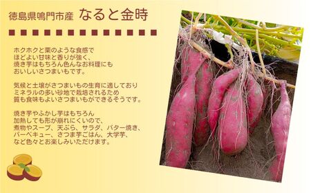 【予約受付中・2026年10月頃より順次発送】鳴門市産 ご家庭用（訳あり） なると金時  約5kg 【数量限定】 さつまいも 鳴門金時 ほくほく 甘い  国産 産地直送 スイーツ おやつ 天ぷら 干し