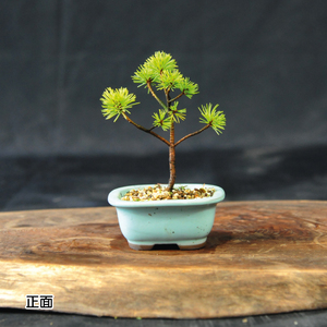 赤石の泉 赤石五葉松（鉢植え） F-151