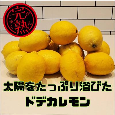 ふるさと納税 上島町 ブルーレモンファームの太陽をたっぷり浴びたドデカレモン 木なり完熟レモン 3kg 【冷蔵便】
