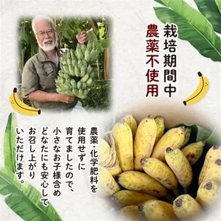西原町の栽培期間中農薬不使用のナムワバナナ3kg【1616143】