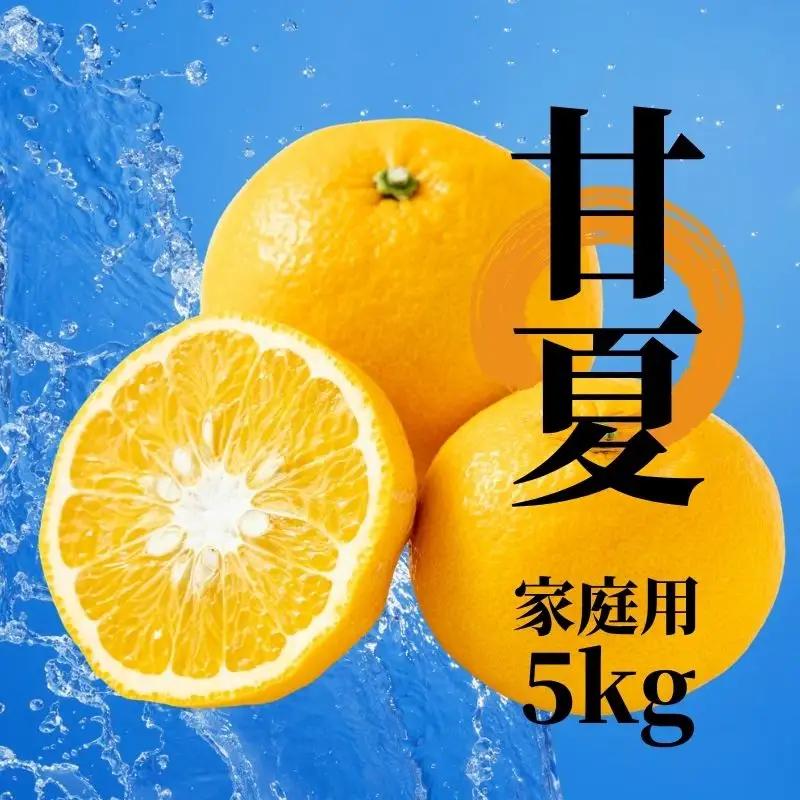 【2027年2月下旬頃から順次発送】甘夏 家庭用 約5kg | 愛媛 愛媛県産みかん 蜜柑 ミカン mikan みかん あまなつ 柑橘 お取り寄せ グルメ 期間限定 数量限定 酸味 果物 旬 愛媛県 松山市 【PT054】