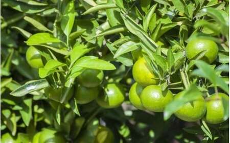 みかん 超極早生温州みかん みえ紀南一号 約10kg【2026年9月上旬頃～9月下旬頃に順次発送】【nkmr0014】