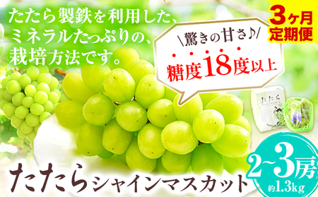 【3回定期便】 たたらみねらるシャインマスカット 約1.3kg×3回 ｼｬｲﾝﾏｽｶｯﾄ
