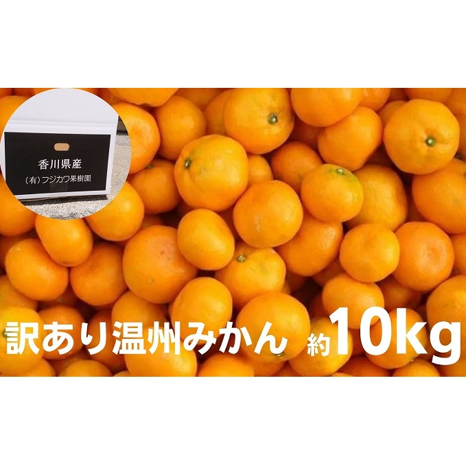 2026年秋よりお届け 訳あり！！温州みかん 約10kg 果物類 柑橘類 フルーツ 