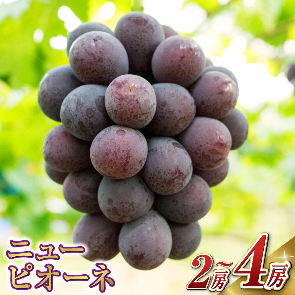 【ふるさと納税】＜選べる内容量＞ ニューピオーネ 1房約480g以上 2房 化粧箱入り / 4房 ぶどう ブドウ 葡萄 フルーツ くだもの 果物 果実 デザート 冷蔵 岡山県産 国産 岡山県 奈義町 送料無料 【2026年8月下旬～10月上旬迄順次発送予定】