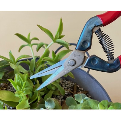 【ステンレス芽切・摘果鋏】◇近正のハサミ T-55SH