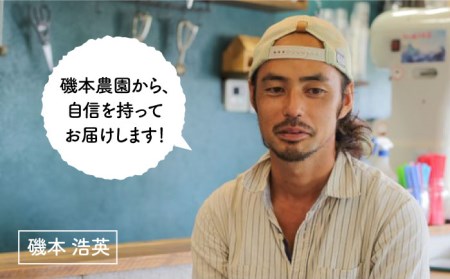 [先行予約*2025年1月より順次発送]  糸島の美味い あまおう 270g × 4パック (A品B品含むS〜5L 糸島市 / 磯本農園 / TANNAL [ATB004] いちご 苺 イチゴ