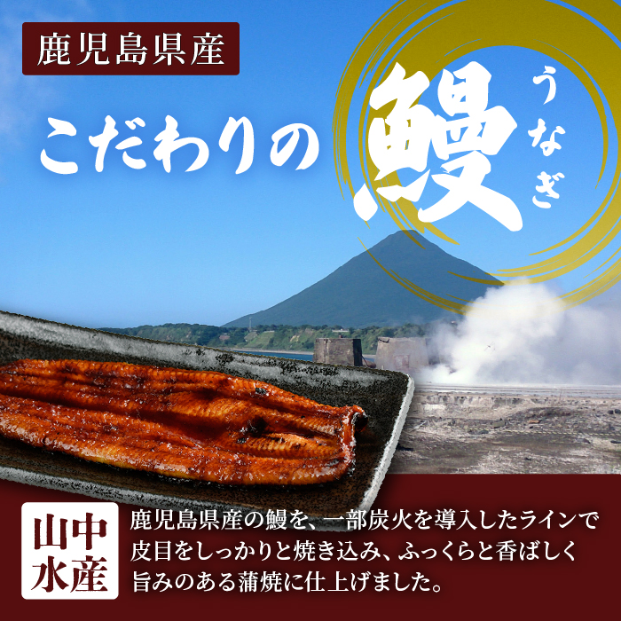 鹿児島県産 鰻の蒲焼(無頭背開き)約165g×2尾(山中水産/016-1065) うなぎ 国産 鹿児島 蒲焼 丑の日 丑 土用丑の日