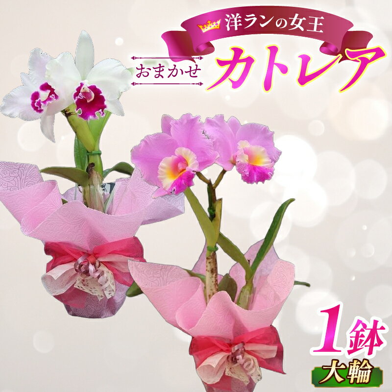 【ふるさと納税】 洋蘭 カトレア鉢花 大輪 1鉢 カトレア 花 鉢植え ガーデニング インテリア 園芸 栽培 お花 ギフト 誕生日 プレゼント 贈答 生花 フラワー 鉢花 洋蘭 洋ラン ラン 蘭 おすすめ 滋賀 彦根