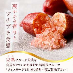 フィンガーライム　70g【0094-003】岐阜県 可児市 果物 果実 新時代 国産 ｷｬﾋﾞｱﾗｲﾑ 森のｷｬﾋﾞｱ ﾌﾙｰﾂｷｬﾋﾞｱ ﾌﾞｯｼｭｷｬﾋﾞｱ 希少 柑橘 ｶﾙﾊﾟｯﾁｮ ﾛｰｽﾄﾋ