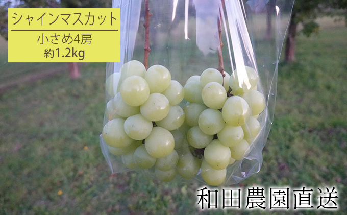 [先行受付] 北海道 仁木町産 シャインマスカット 約1.2kg 小さめ4房（1房300g前後） 果物 ぶどう フルーツ 果物類 ブドウ シャインマスカット マスカット [和田農園]