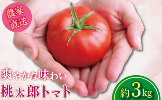 【2026年2月発送】 トマト 約3kg 桃太郎 先行予約  甘い 野菜 やさい 国産 産地直送 数量限定 旬 桃太郎トマト 生野菜 新鮮 ソース 調味料 ケチャップ サラダ 美容 新鮮 健康 お取り寄せ グルメ おすすめ 人気 徳島県 小松島市