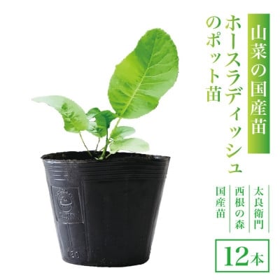 
                  ＜西根の森＞ホースラディッシュの苗(山わさび)12本(ポット苗)国産山菜苗【1697546】
                