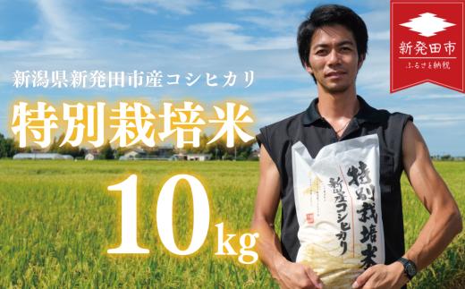 【新米】コシヒカリ 白米 10kg 令和7年産 特別栽培米 こしひかり 米  お米 こめ 新潟米 新潟県産 新潟産 新潟 新潟県 新発田産 新発田 新発田市 斗伸 toushin012_02