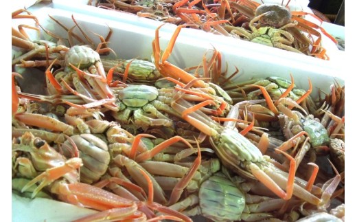 12月発送【能登半島 漁協直送！】ボイル済 香箱ガニ 5尾 [JF西海 石川県 志賀町 AM4227-12gatsu] 蟹 カニ かに ズワイガニ セコガニ メス 内子