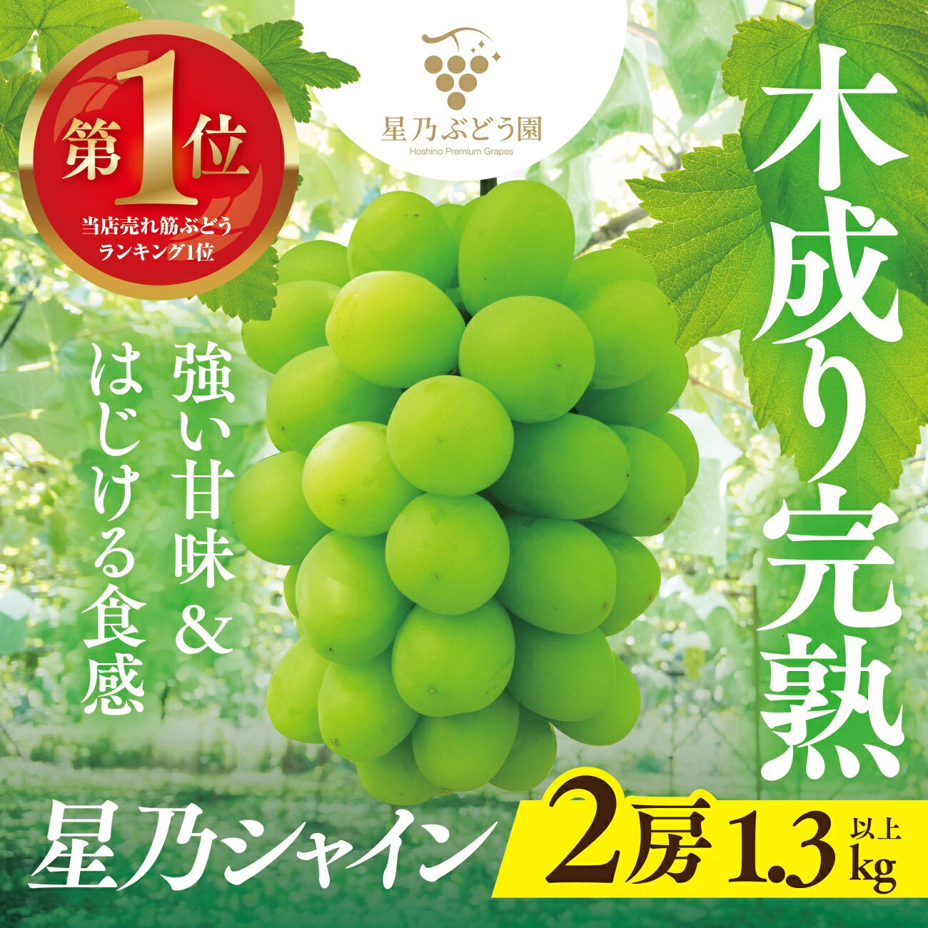 【ふるさと納税】星乃 シャインマスカット 1.3kg以上 2房 数量限定 岡山県産 ぶどう フルーツ 人気ぶどう_ シャインマスカット ぶどう 葡萄 ブドウ 果物 くだもの マスカット フルーツ 人気 美味しい 【配送不可地域：離島・北海道・沖縄県】【1418979】