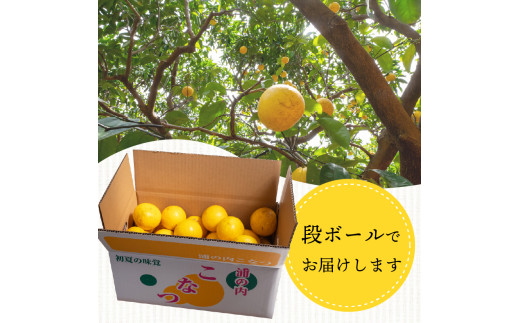 【早期予約 5月中旬～発送】 【 訳あり 】 小夏 ( 日向夏 ) 5kg 産地直送 ニューサマーオレンジ 無印 等級  旬 高知 県 須崎 産  柑橘 初夏 フルーツ 果物 こなつ コナツ ひゅうが