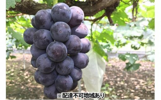 
                  岡山県産 贈答用ニューピオーネ 2房（1房600g前後） 加温ハウス栽培 フルーツ ぶどう 葡萄 ひらた農園 2025年
                