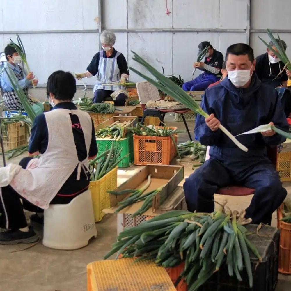 【先行予約】西日本有数の産地で育った白ネギ3kg | 豊後高田市 ネギ
