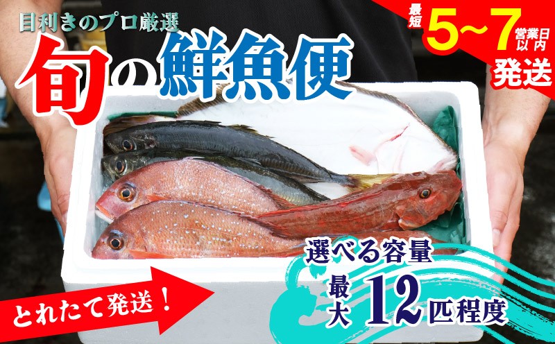 
            鮮魚 旬 獲れたて セット 選べる容量 鮮魚便 海鮮 魚貝類 魚介類 牡蠣 イカ 刺身 岩手 大船渡 詰め合わせ 鮮魚ボックス さかな おさかな 魚 海の幸 福袋 FISH ごはん 夕飯 おかず おつまみ 晩酌 米 丼 三陸産 岩手県 大船渡市
          