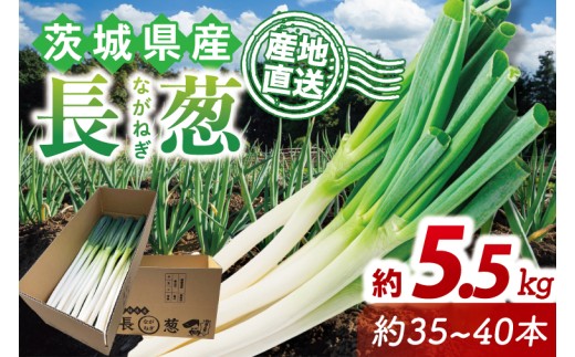 河野農園自慢の新鮮長ねぎ 約5.5kg｜長ネギ 長ねぎ ネギ ねぎ 葱 野菜 やさい 新鮮 茨城県 行方市(HW-2)