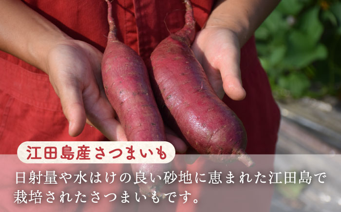 【全6回定期便】ねっとり濃厚！【てくてくの壺焼き芋 800g 芋 スイーツ お菓子 ギフト 広島 江田島市/峰商事 合同会社[XAD046]
