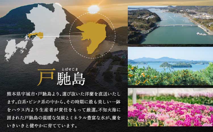 【定期便6回】ミディ胡蝶蘭 〈KouBou・華あかり〉2本立ち 洋蘭 観賞用 植物