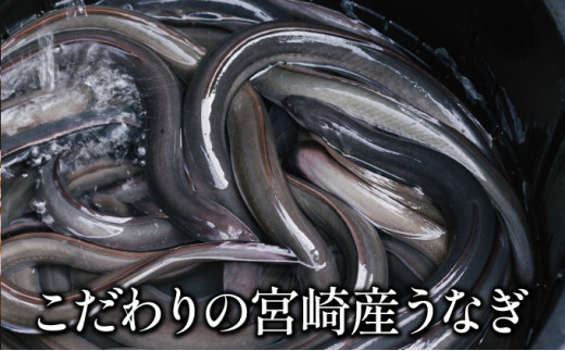 魚荘のうなぎ蒲焼き(2尾入り) / うなぎ ウナギ 鰻 蒲焼き 蒲焼 / 諫早市 / 有限会社魚荘 [AHCK002]