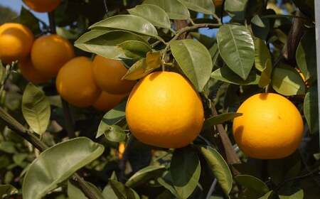 河内晩柑 （宇和ゴールド） 2L～Lサイズ 晩柑 ばんかん 柑橘 果物 くだもの フルーツ【2026年4月上旬～2026年5月上旬発送予定】(522-1)