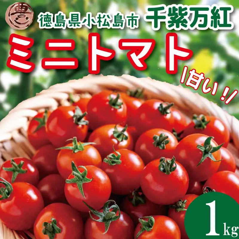 【2027年5月発送】 ミニトマト 千紫万紅 国産 1kg ミニトマト