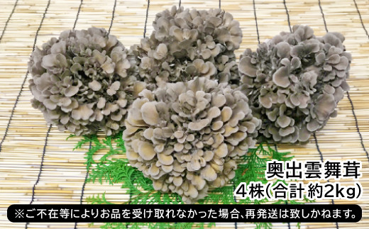 奥出雲舞茸4株（約2kg）【国産 きのこ 野菜】