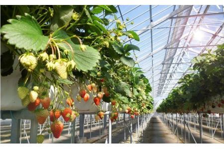 いちご掛川産 紅ほっぺ 冷凍イチゴ 1.1ｇ×2袋 2.2㎏ ( 掛川産 完熟冷凍いちご ・ ヘタなし )・水野農園  6377