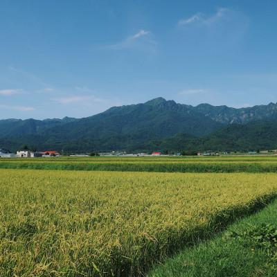 ふるさと納税 富良野市 【玄米】令和8年産米　富良野産　栽培期間中出来るだけ農薬を減らして作った　ゆめぴりか　10kg |  | 01