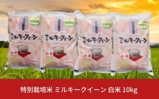 先行予約 特別栽培米 ミルキークイーン 白米 10kg 新潟県産 令和8年産 [佐藤農産有機センター]【018S019】